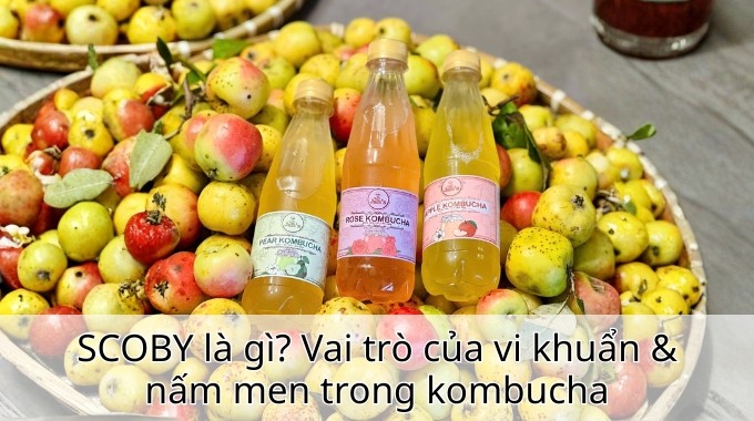 SCOBY là gì? Vai trò của vi khuẩn & nấm men trong kombucha