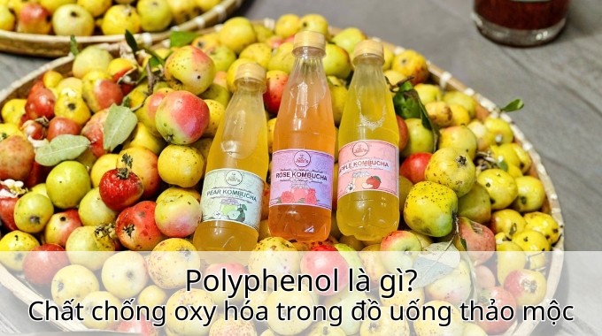 Polyphenol là gì? Chất chống oxy hóa trong đồ uống thảo mộc